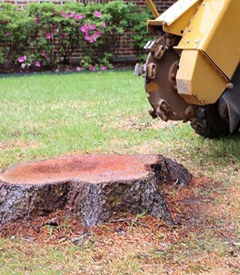 stump-grinding-services-sydney
